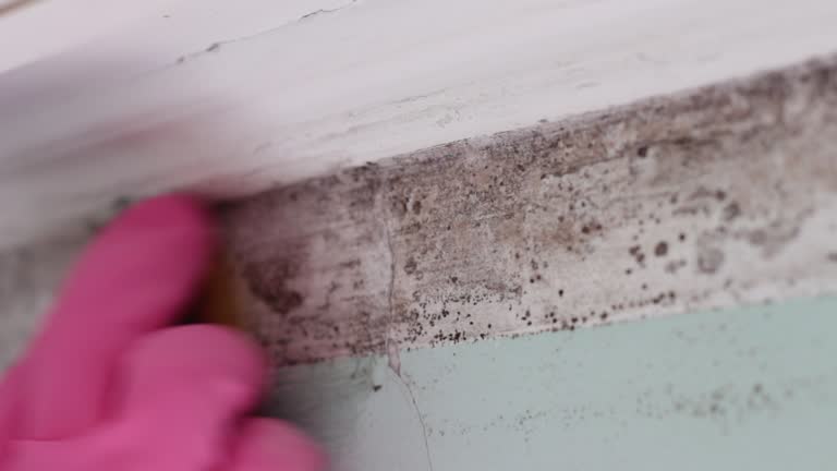 Biohazard Mold Removal in Richmond Heights, MO